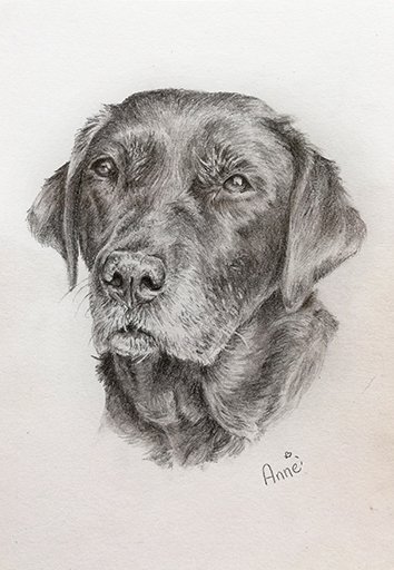 Bonny Labrador